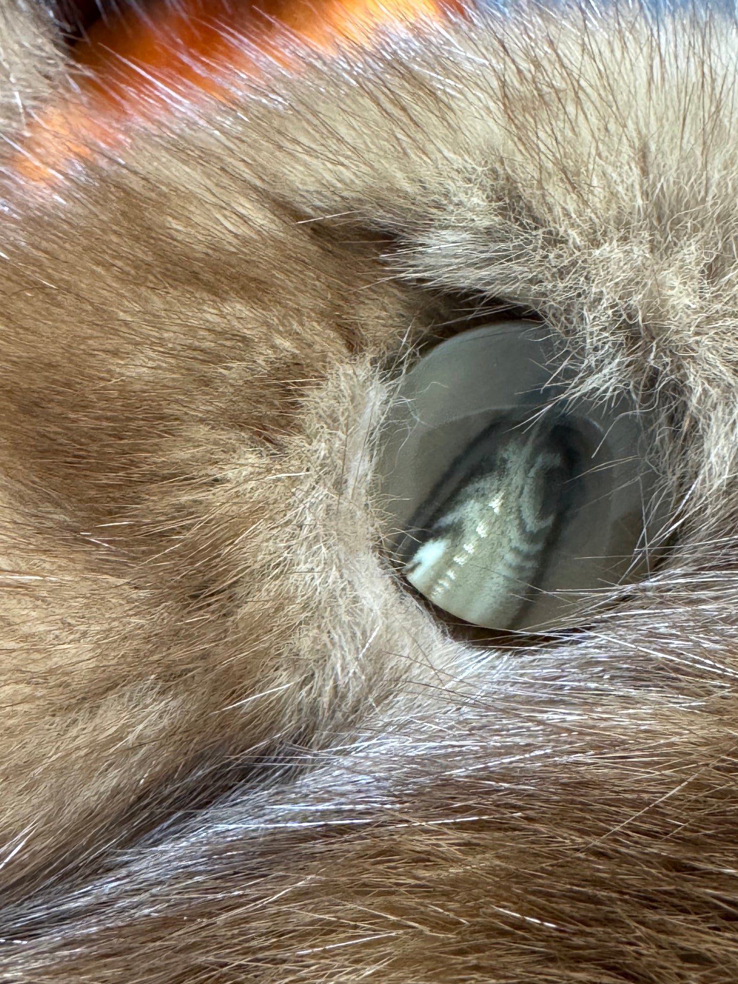 2000's Fendi x Karl Lagerfeld Sable Fur Bell Flared Sleeve Short Coat Jacket