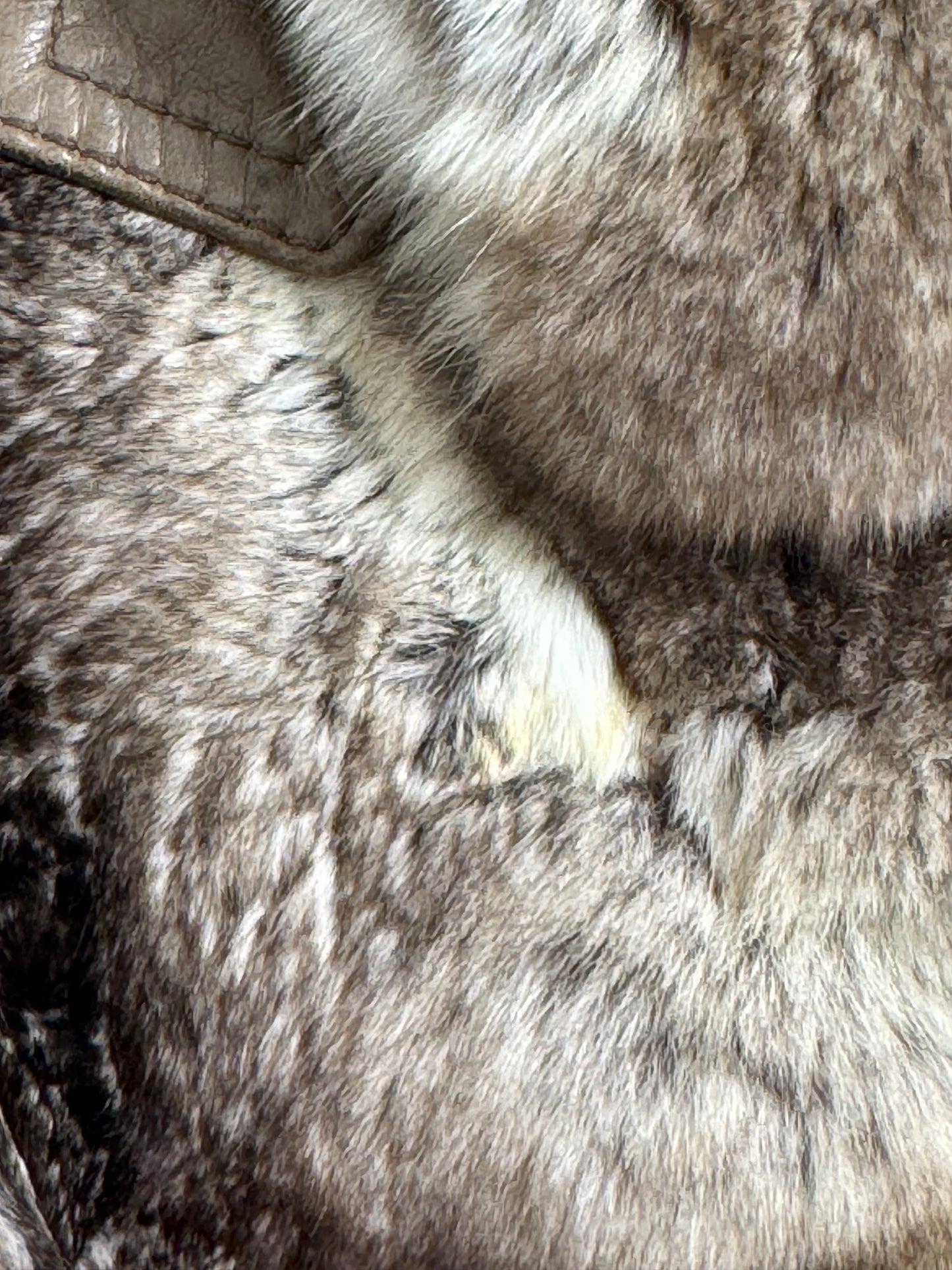 F/W 2006 Dolce & Gabbana Runway Chinchilla Fur Cropped Chubby Coat Jacket